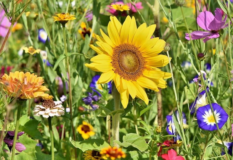 Fabled Gardens